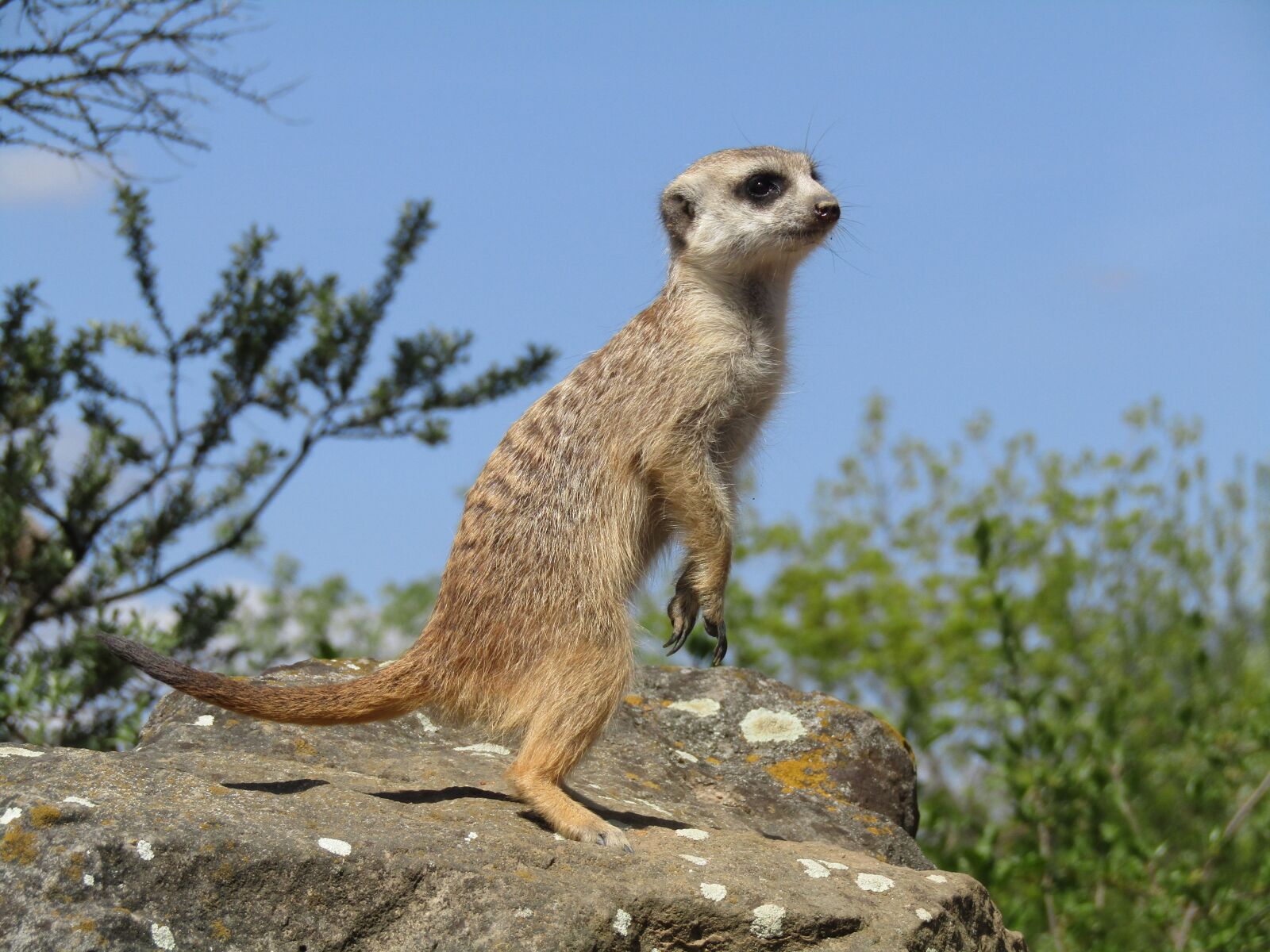 Canon PowerShot SX410 IS sample photo. Meerkat, zoo, animal photography