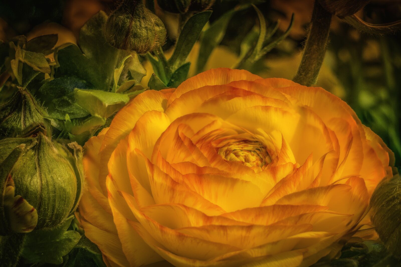 Sony E 55-210mm F4.5-6.3 OSS sample photo. Ranunculus, buttercup, flower photography
