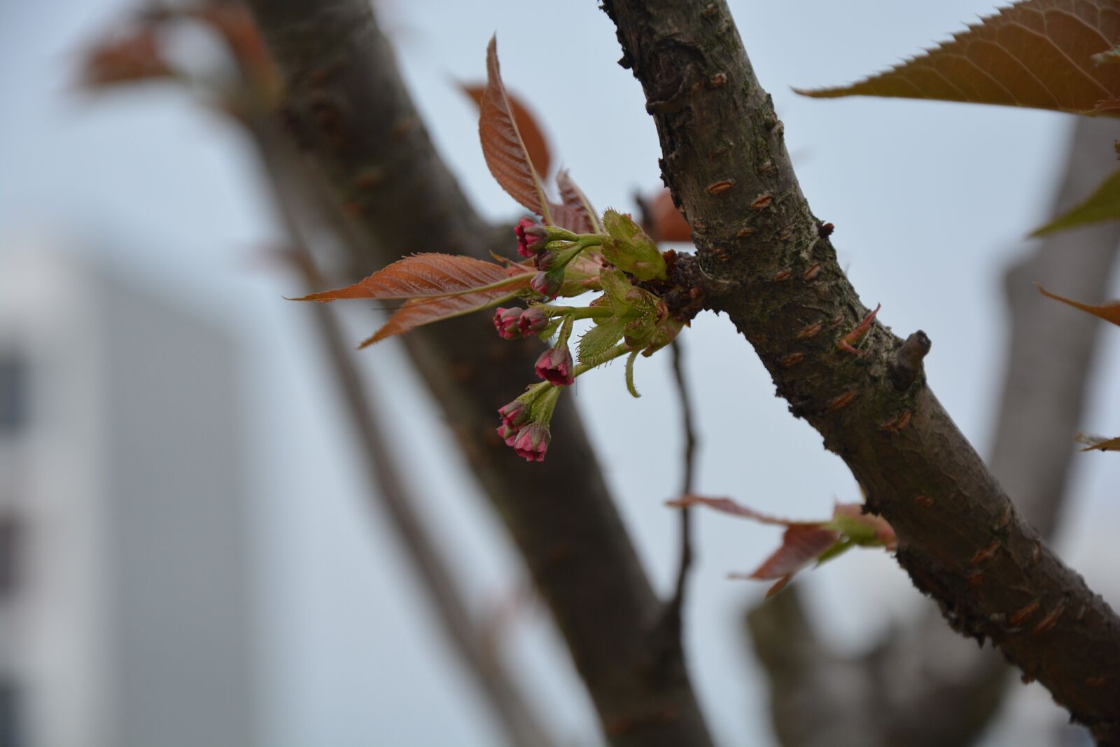 Nikon D5200 sample photo. Campus, architecture, design photography