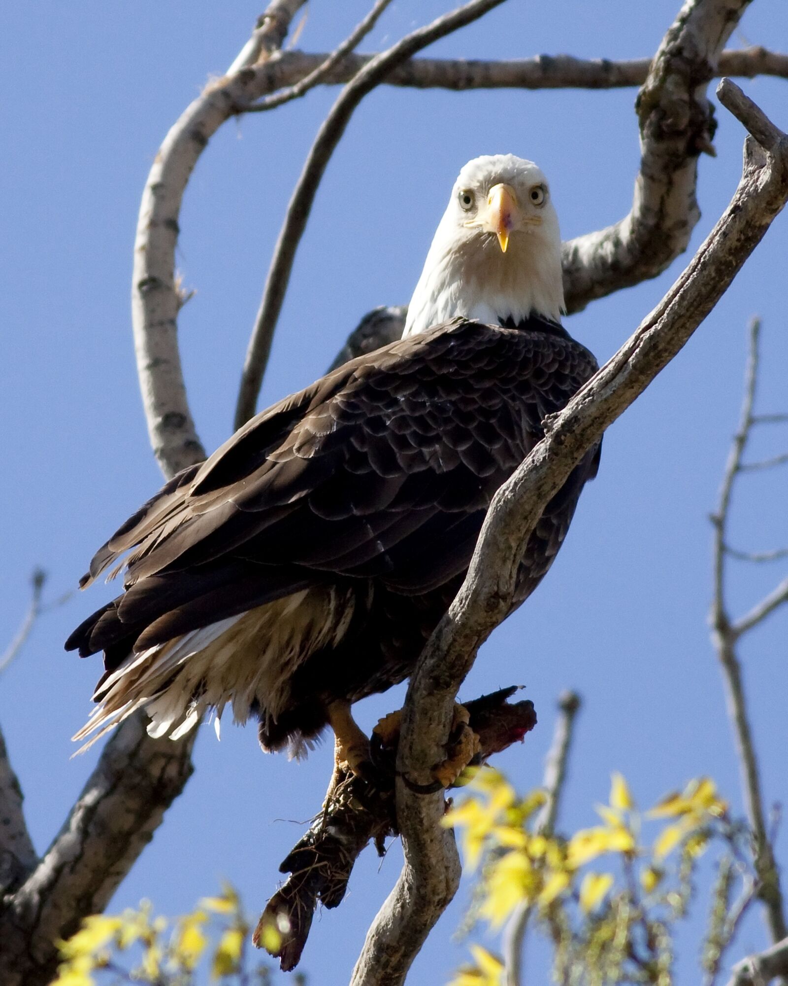 Canon EOS 50D sample photo. Eagle, bird, wing photography