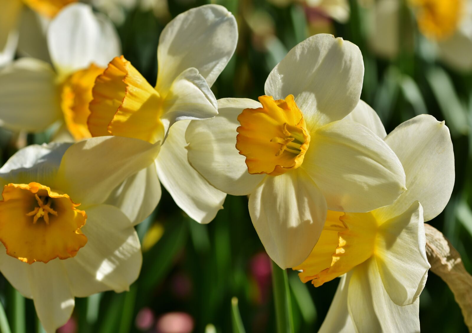 Nikon D7200 sample photo. Narcissus, blossom, bloom photography