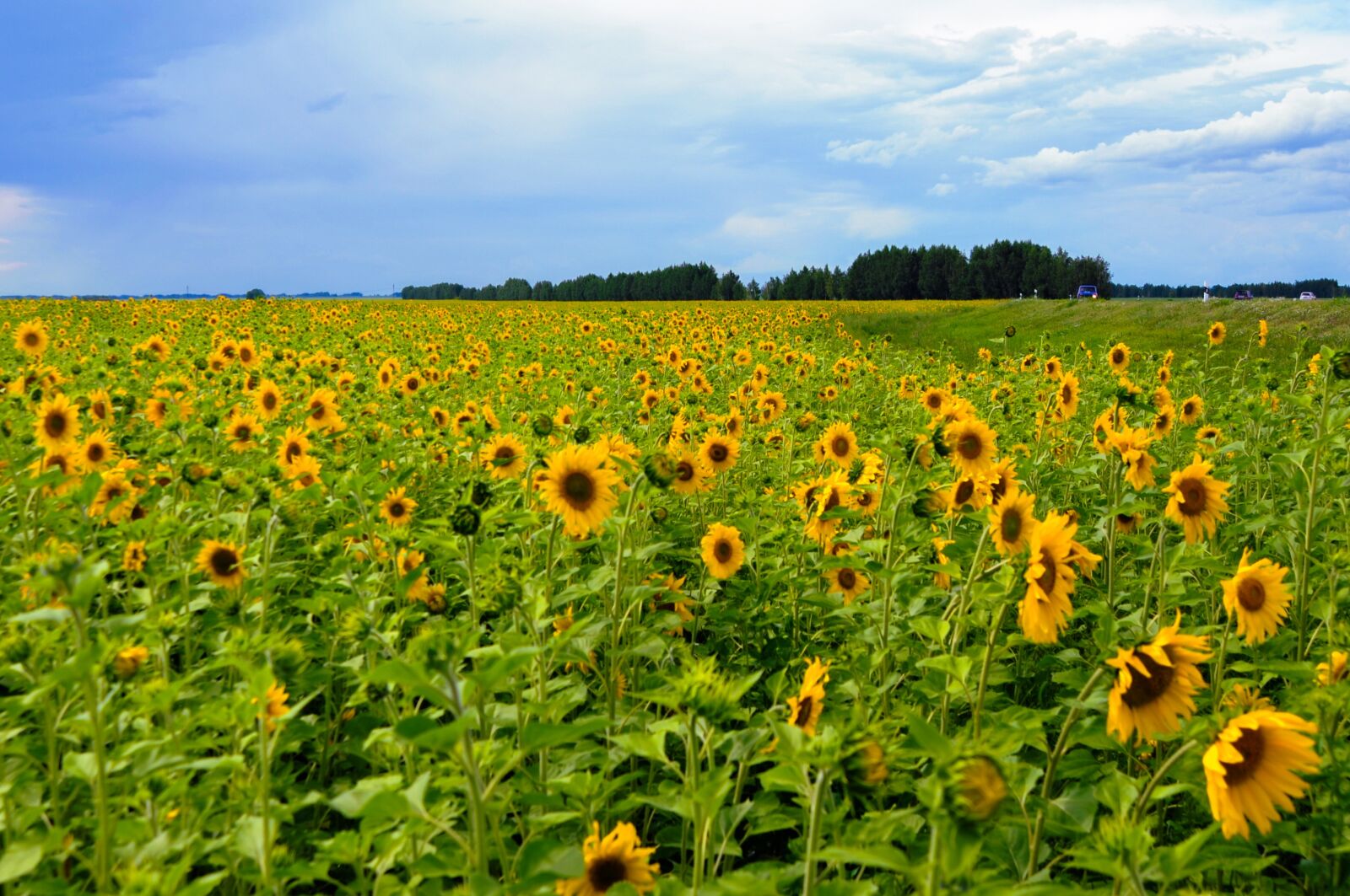 Nikon D300S sample photo. Field, flower, plant photography