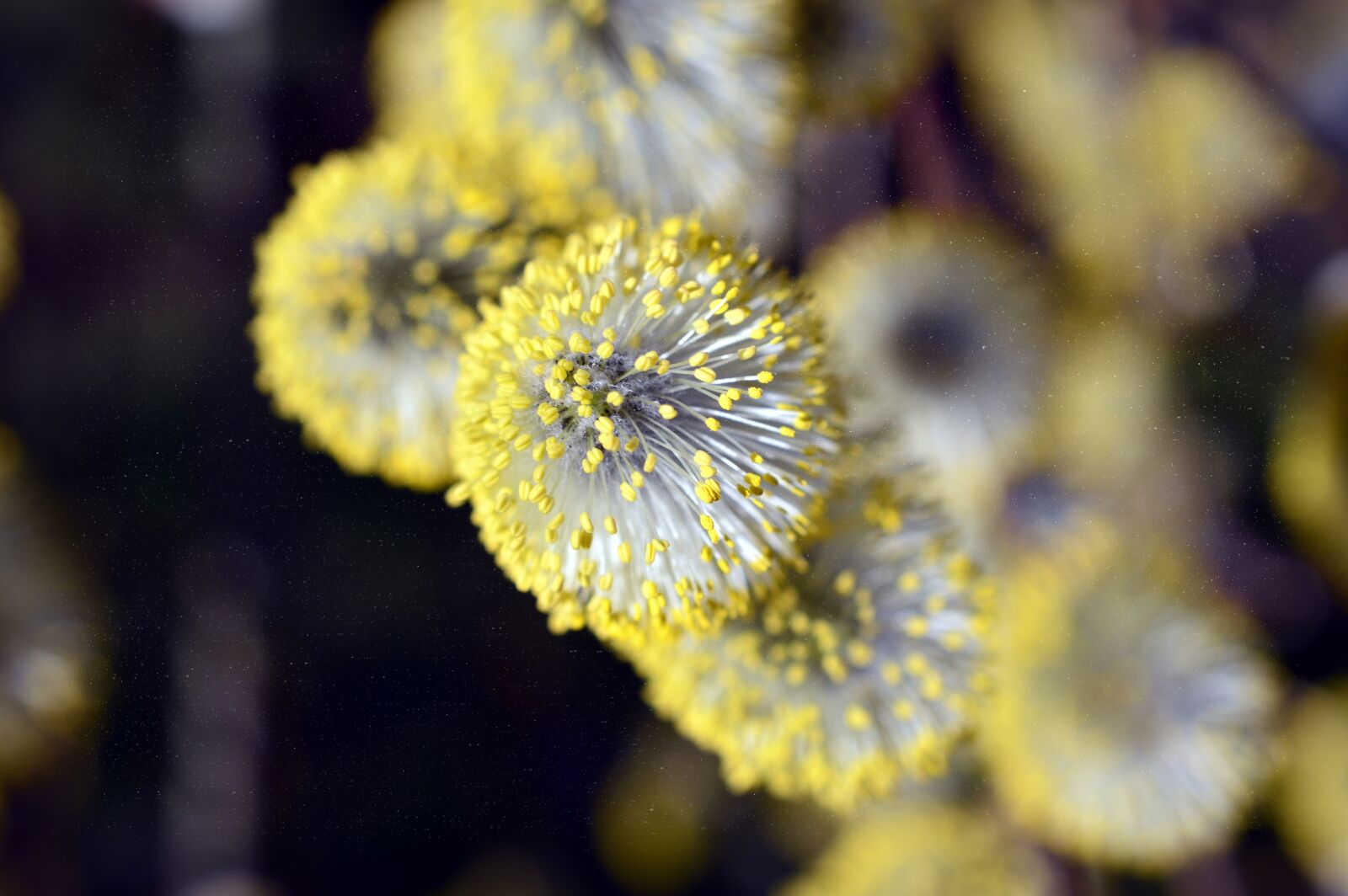 Nikon D3200 sample photo. Willow catkin, willow family photography
