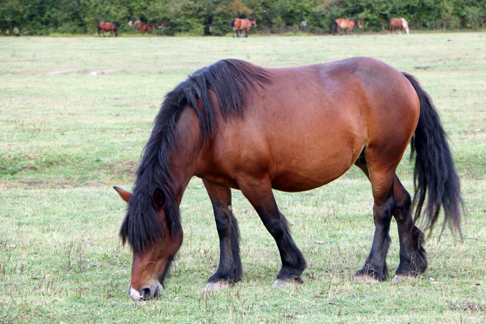 Canon EOS 70D sample photo. Horse, animal, pasture photography