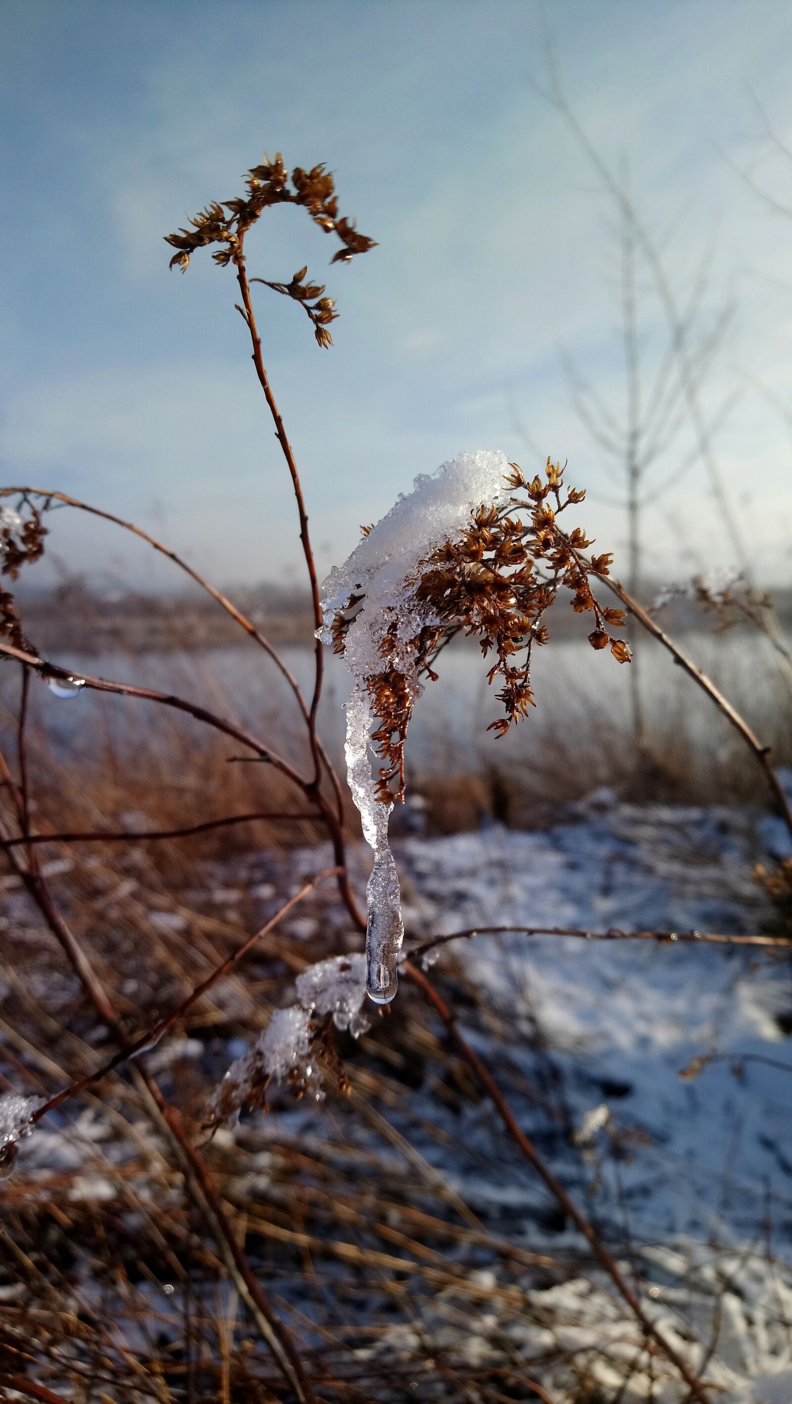 Sony Xperia XA1 Ultra sample photo. Nature, tree, outdoors photography
