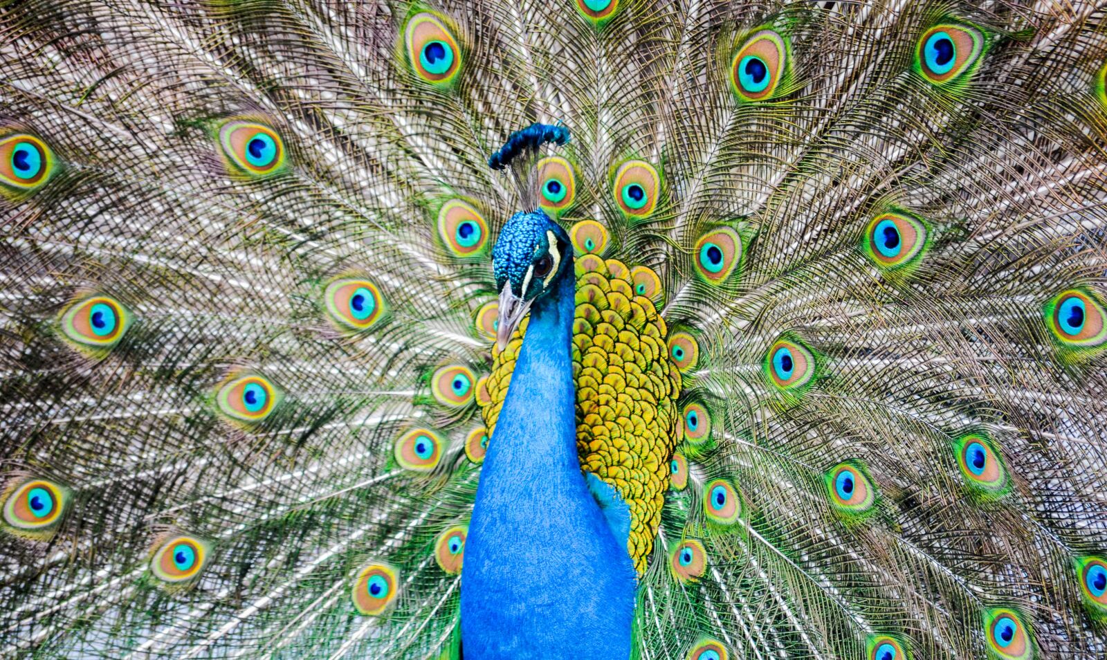 Nikon D5100 sample photo. Peacock, animal, feather photography
