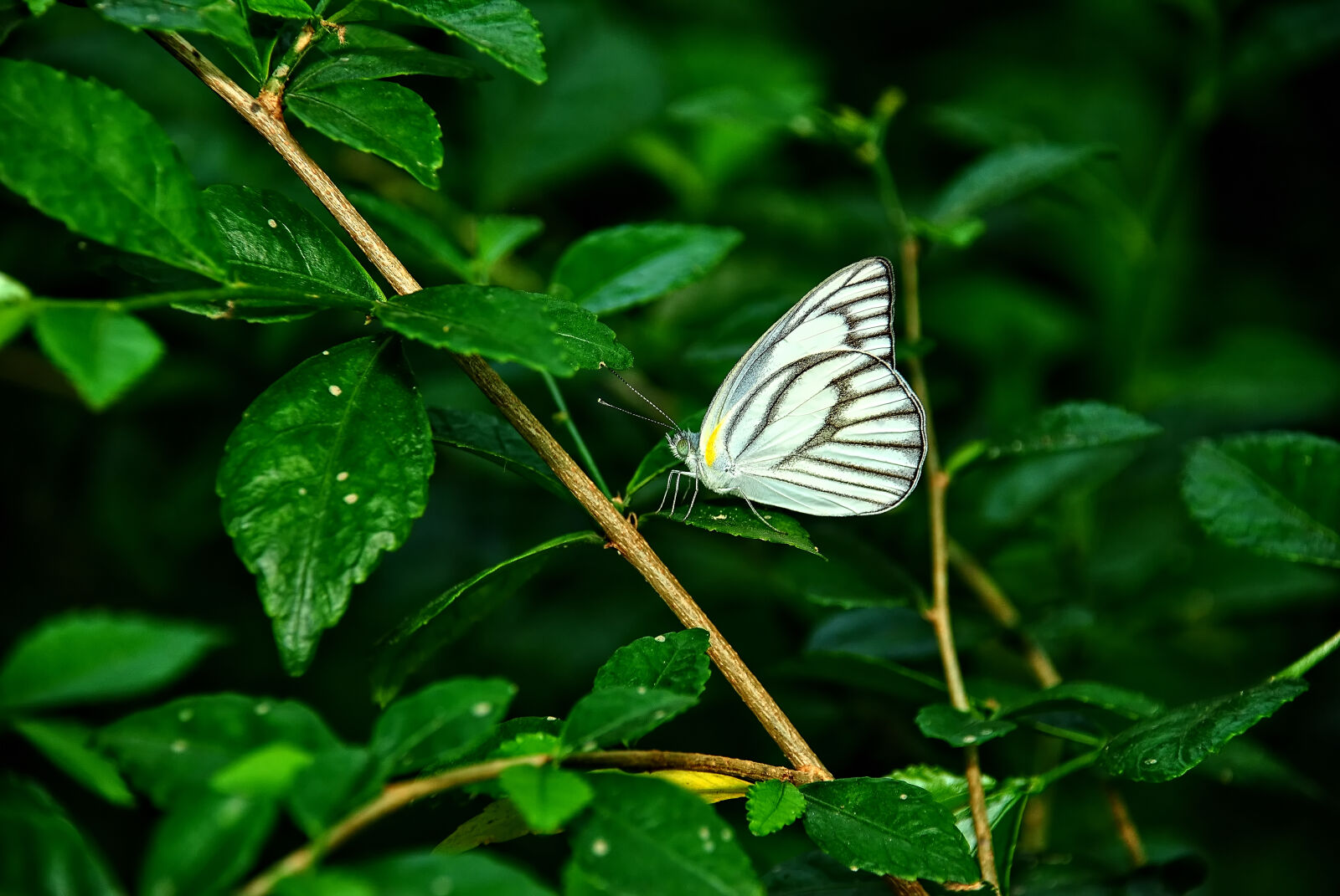 Nikon D3000 sample photo. Bugs, butterfly, garden, nature photography