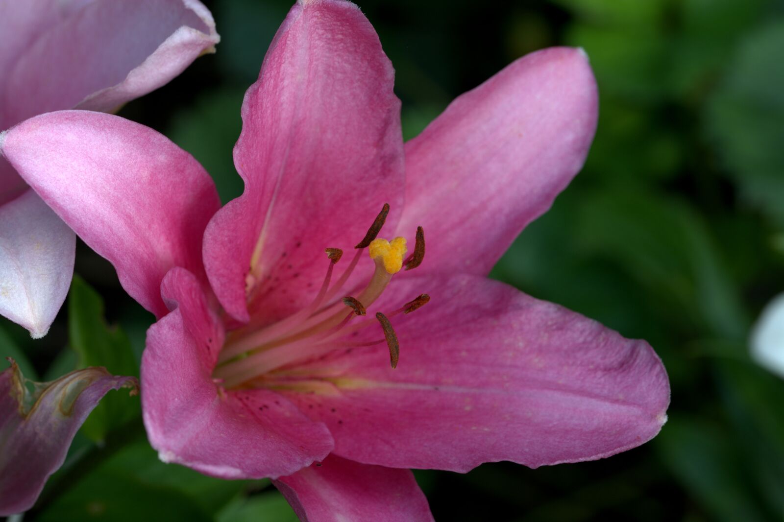 Nikon D5200 sample photo. Lily, pink, flower photography