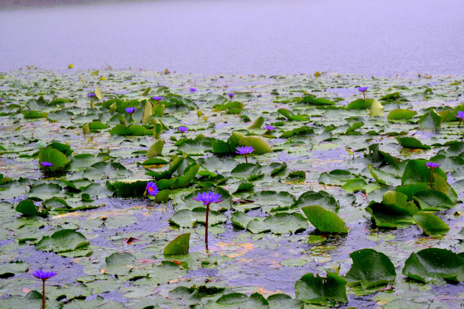 Nikon D3100 sample photo. Bangladesh, national, flower photography