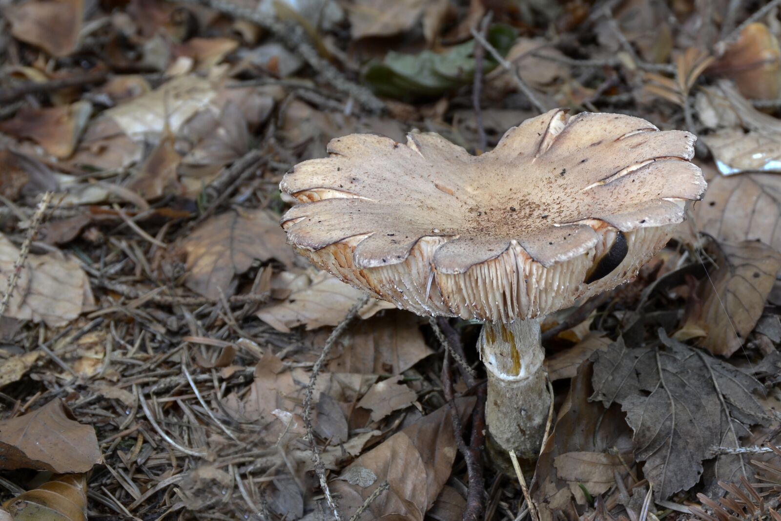 Nikon D7100 sample photo. Mushroom, agaric, forest mushroom photography