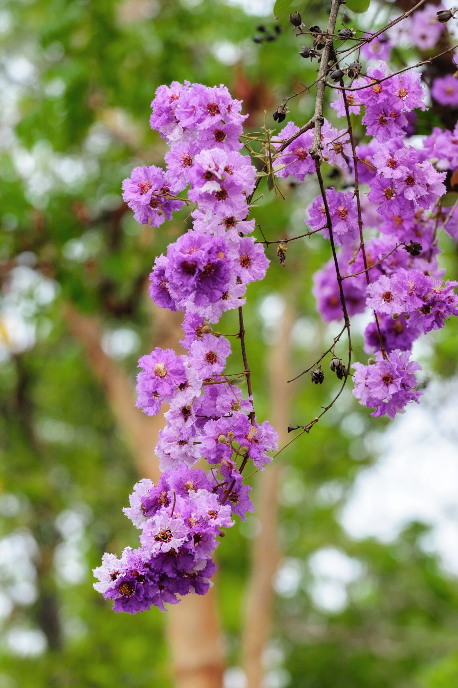 Nikon D700 sample photo. Abstract, background, beautiful photography