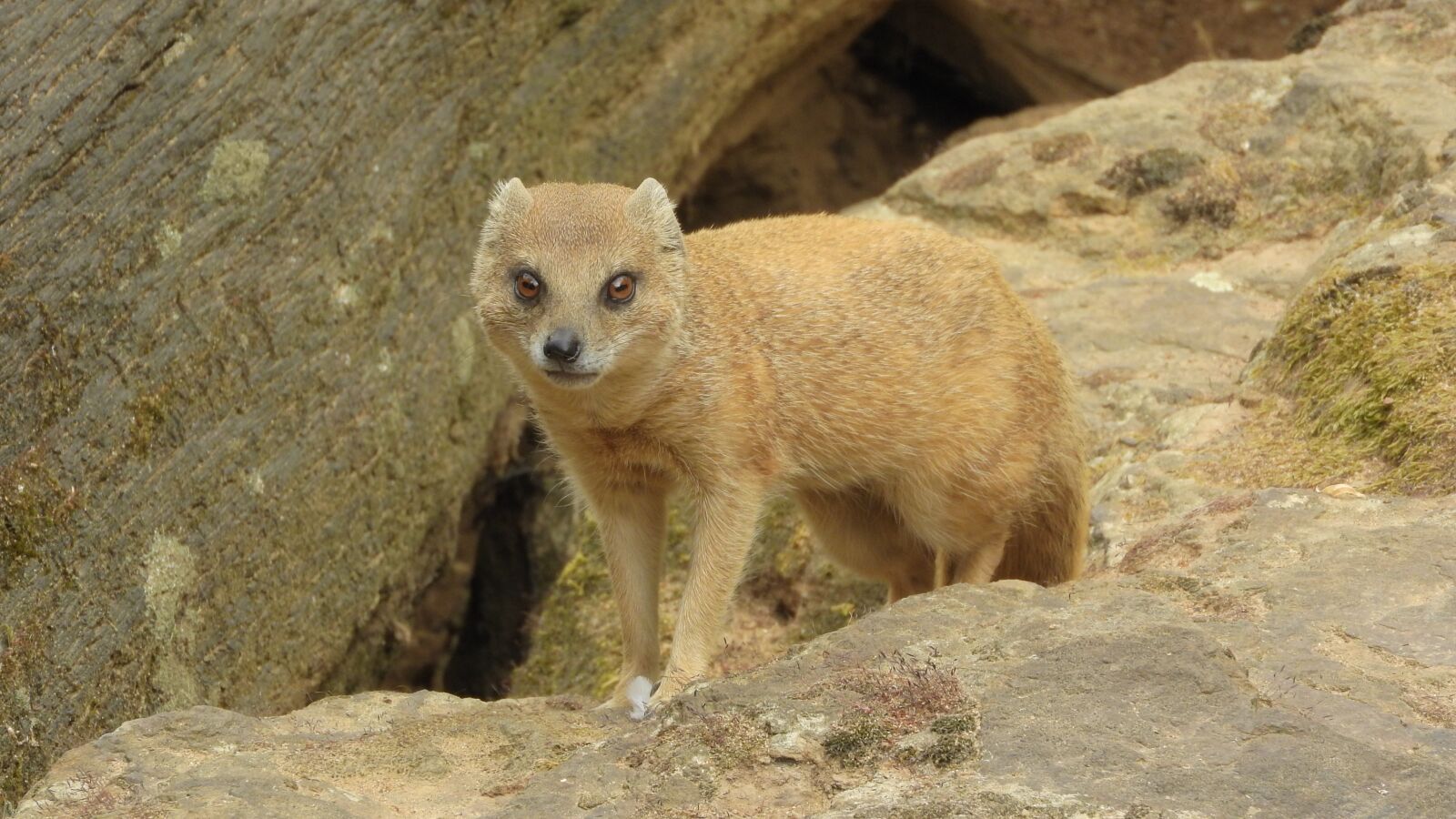 Nikon Coolpix P610 sample photo. Mongoose fox, african beast photography