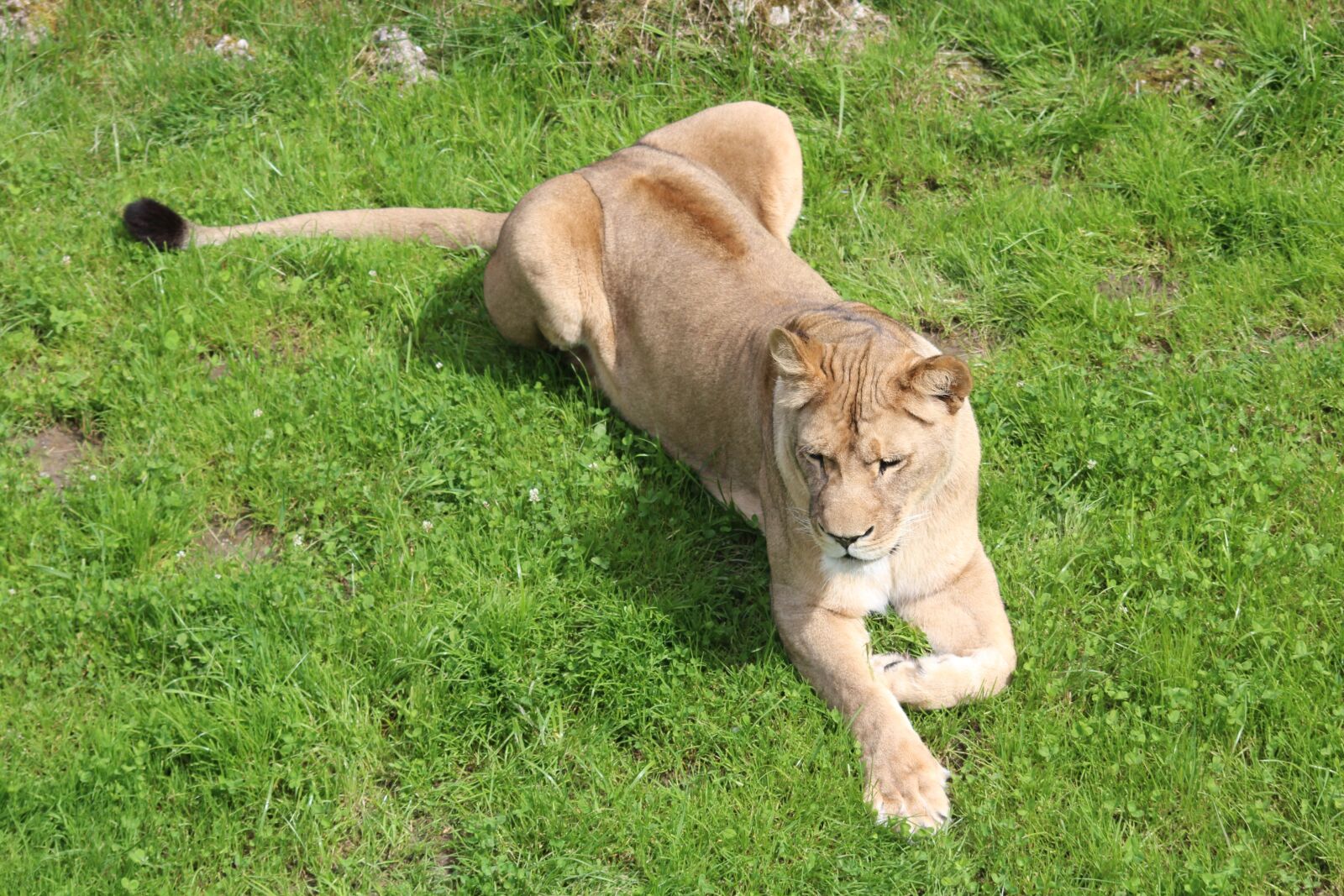 Canon EOS 600D (Rebel EOS T3i / EOS Kiss X5) sample photo. Lioness, zoo, predator photography