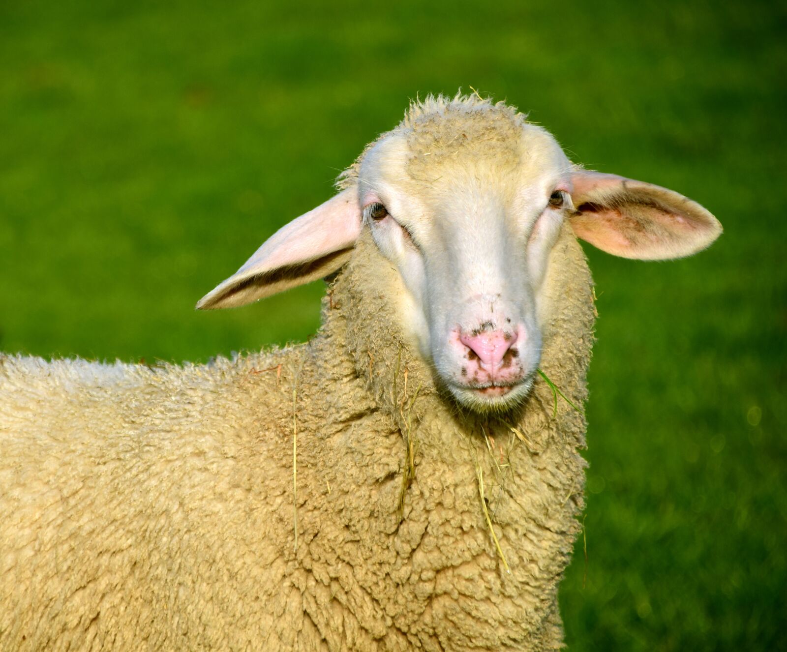 Nikon D3300 sample photo. Sheep, white, animal photography