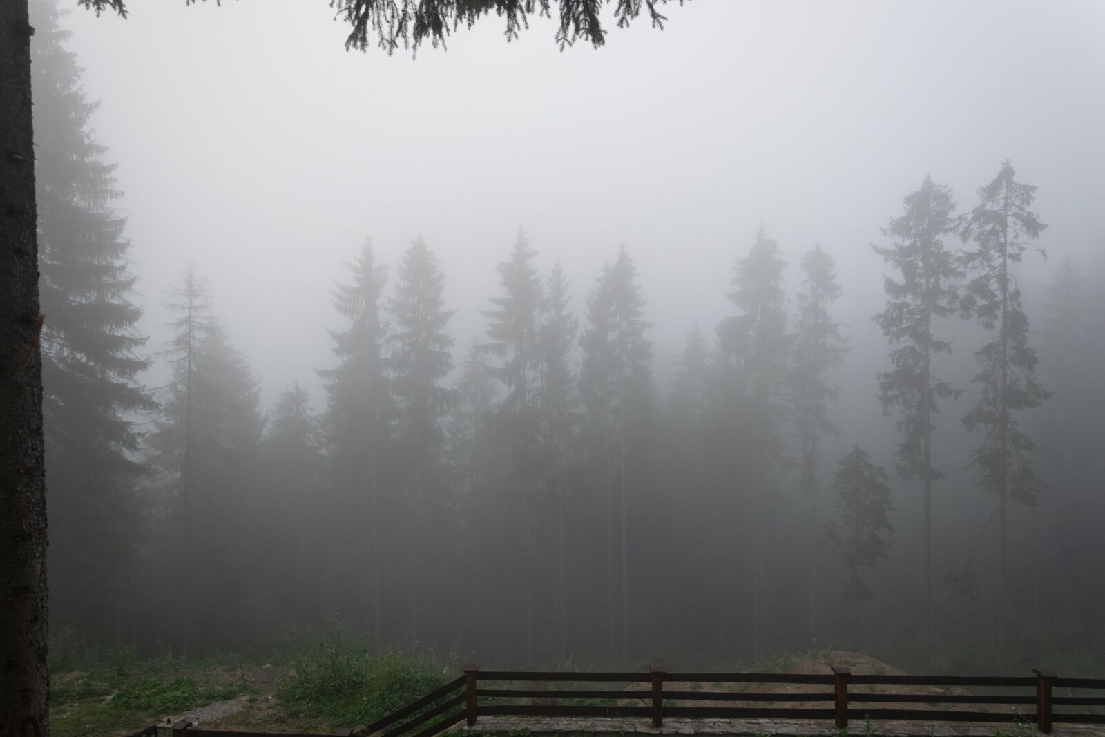 Nikon D3300 sample photo. In the morning, fog photography