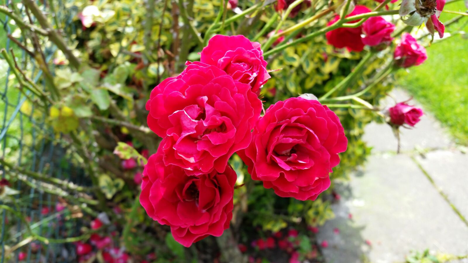 Samsung Galaxy S5 sample photo. Rose, red, flower photography
