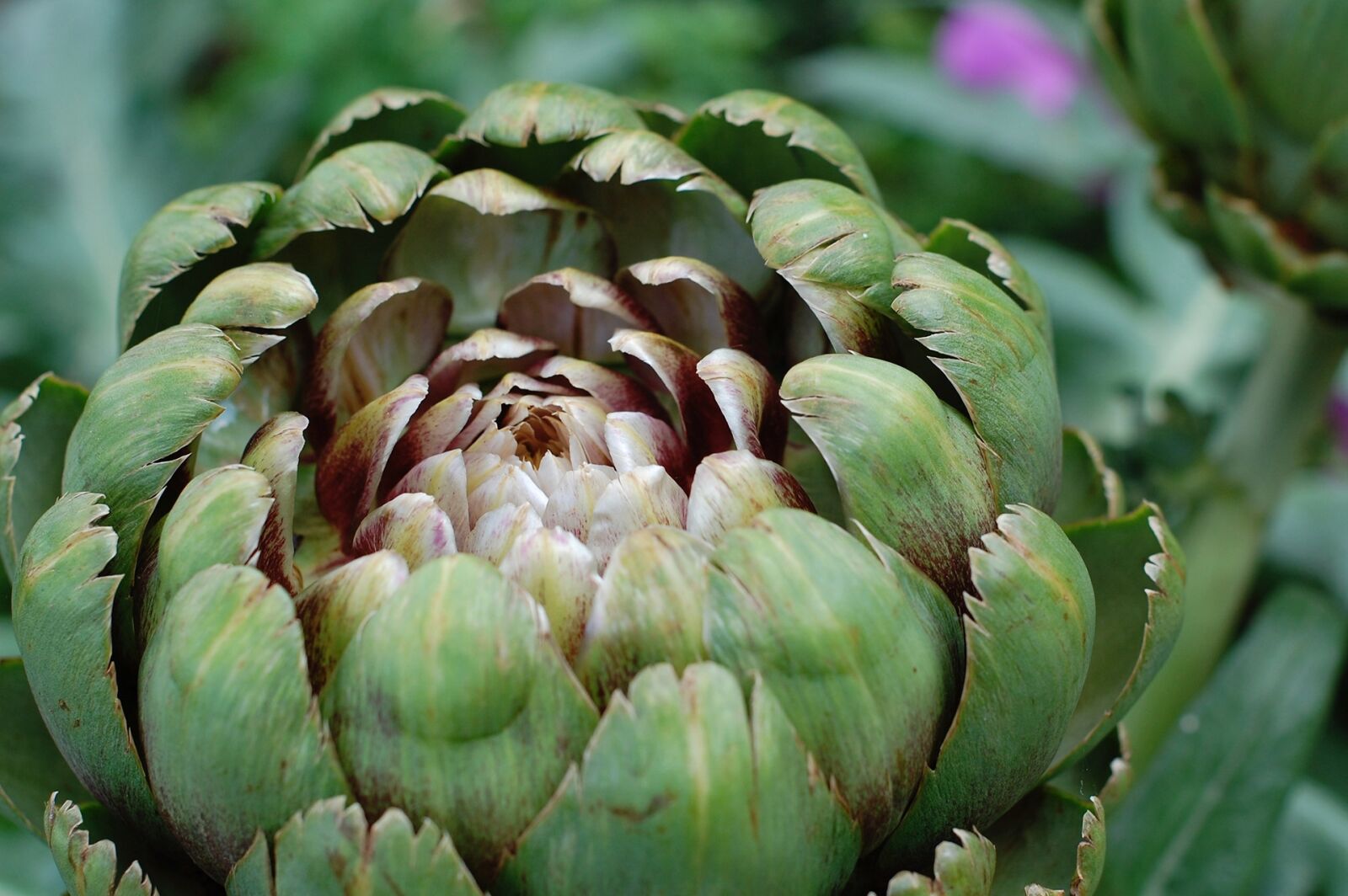 Nikon D40 sample photo. Artichoke, vegetable, artichoke flower photography