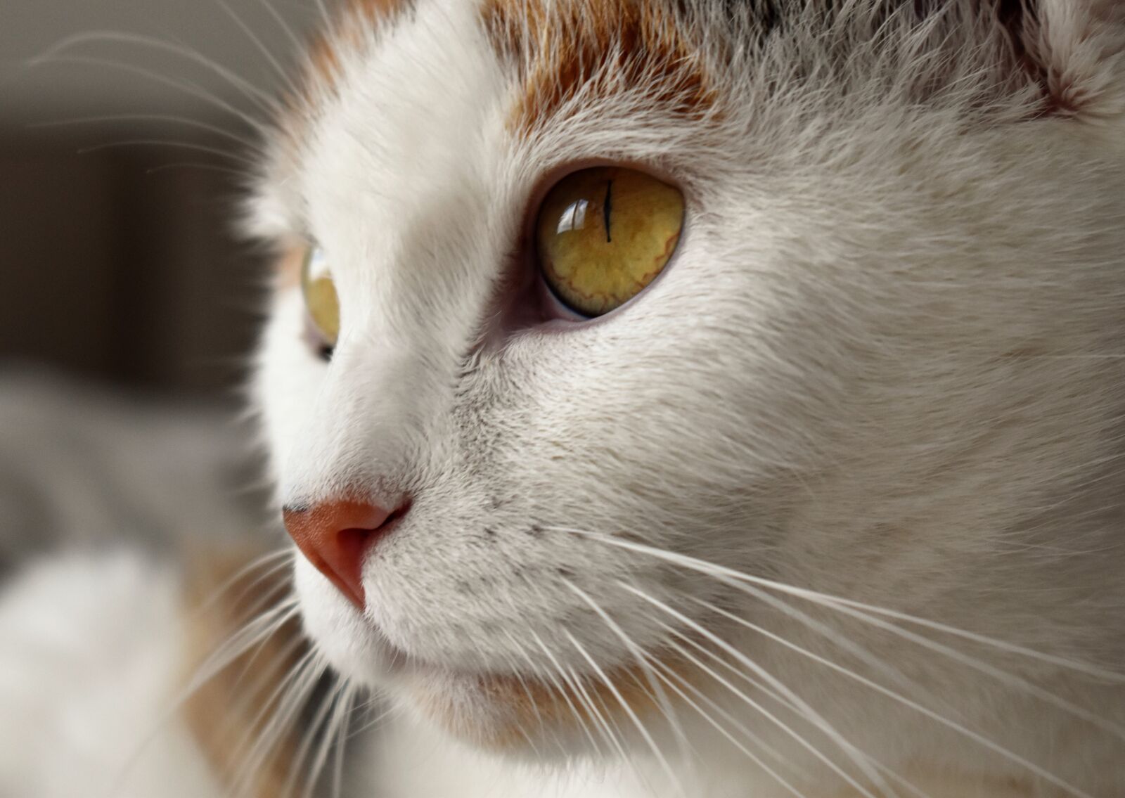 Nikon D5500 sample photo. Cat, animal, white photography