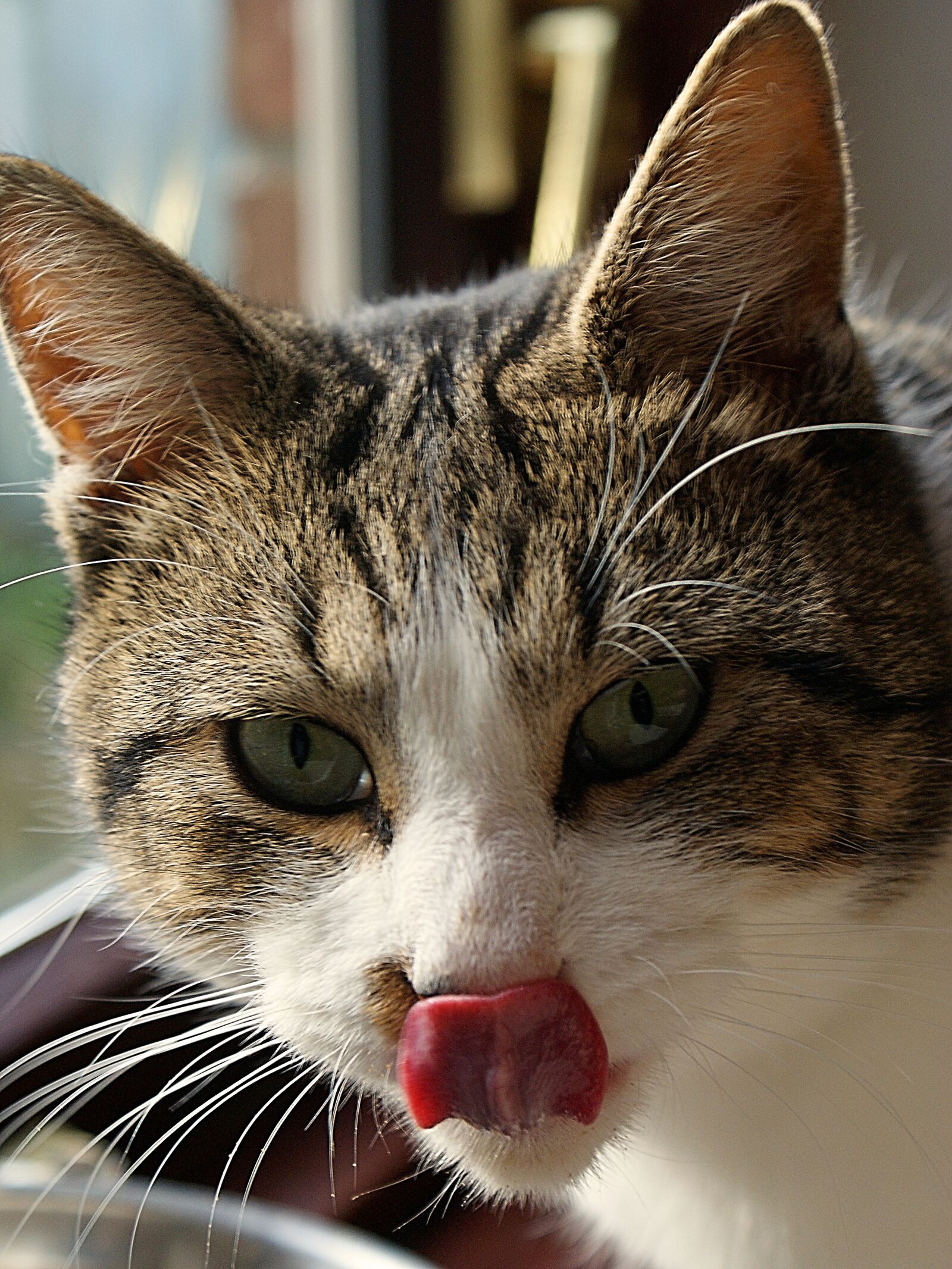 Sony Alpha DSLR-A200 sample photo. Cat, portrait, cute photography