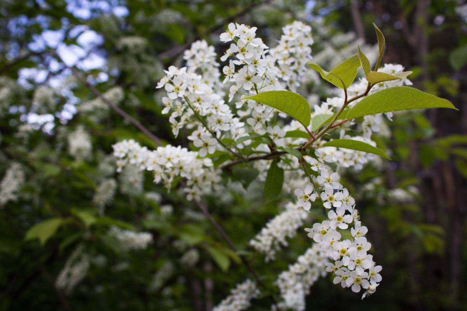 Canon EOS 1200D (EOS Rebel T5 / EOS Kiss X70 / EOS Hi) sample photo. Tree in flowers, bloom photography