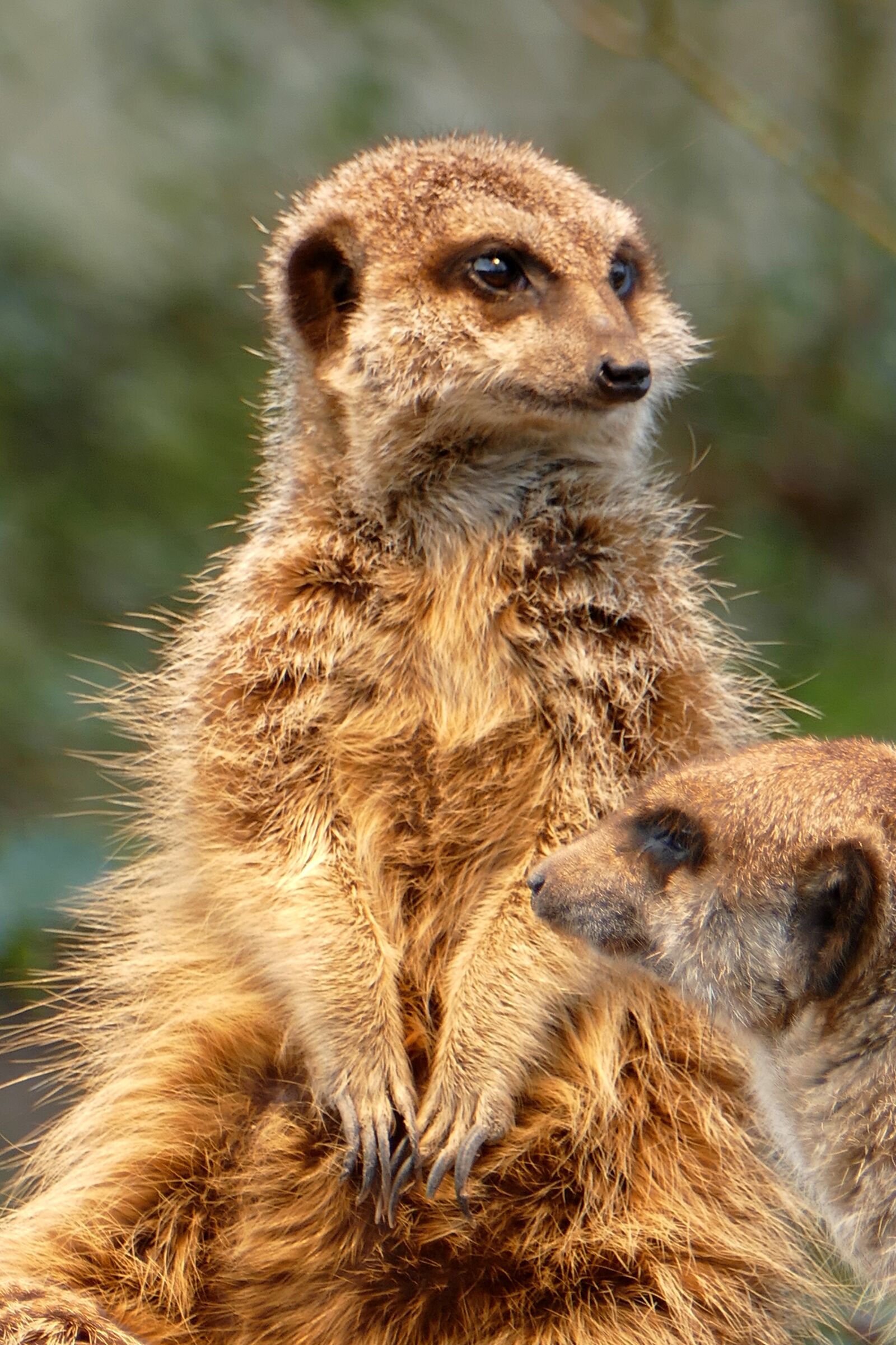 Panasonic Lumix DMC-FZ1000 sample photo. Meerkat, zoo, animals photography