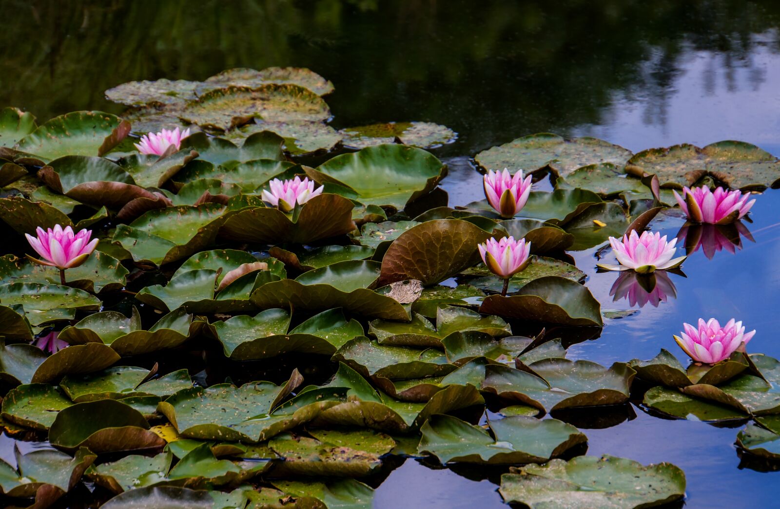Sony E 18-200mm F3.5-6.3 OSS sample photo. Water lilies, lake, water photography