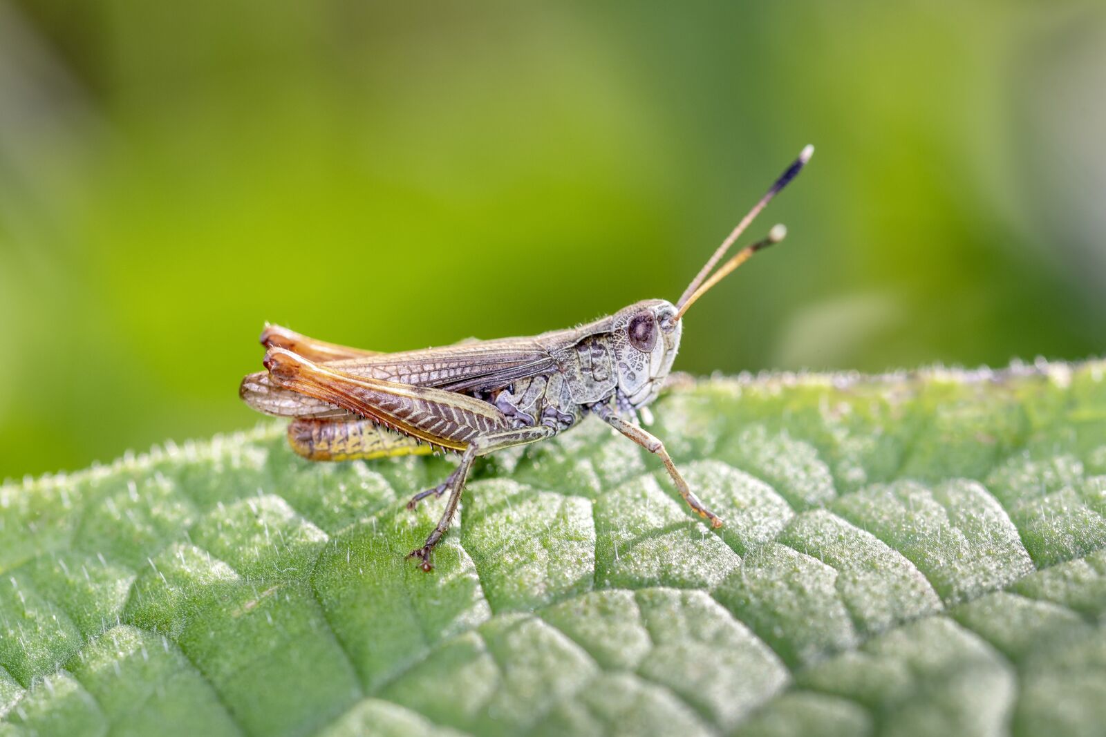 Nikon D500 sample photo. Brown grasshopper, grasshopper, chorthippus photography