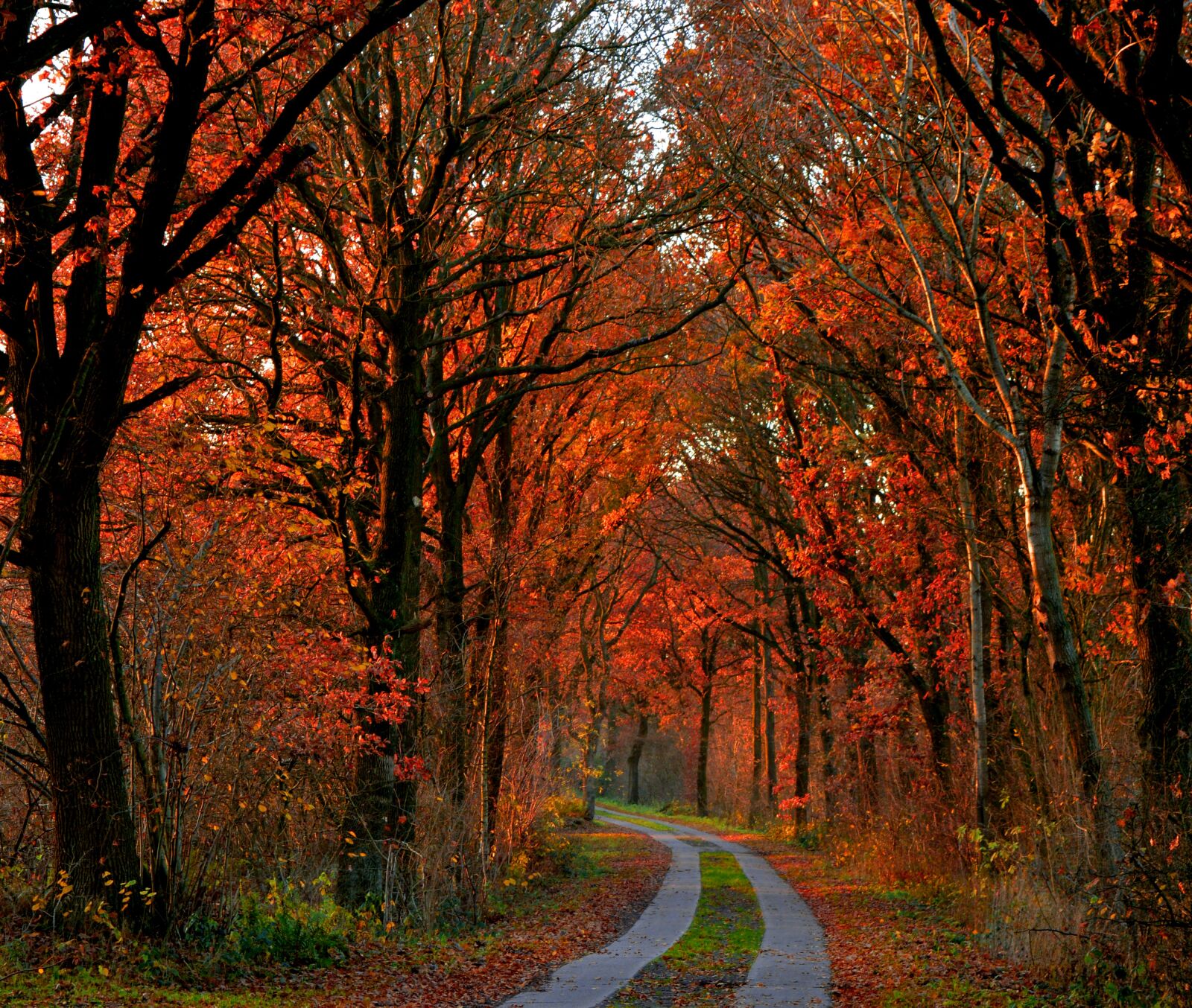 Nikon D3200 sample photo. Autumn mood, trees, autumn photography