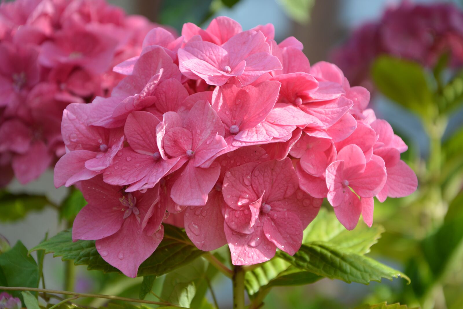Nikon D5200 sample photo. Hydrangea, pink, nature photography