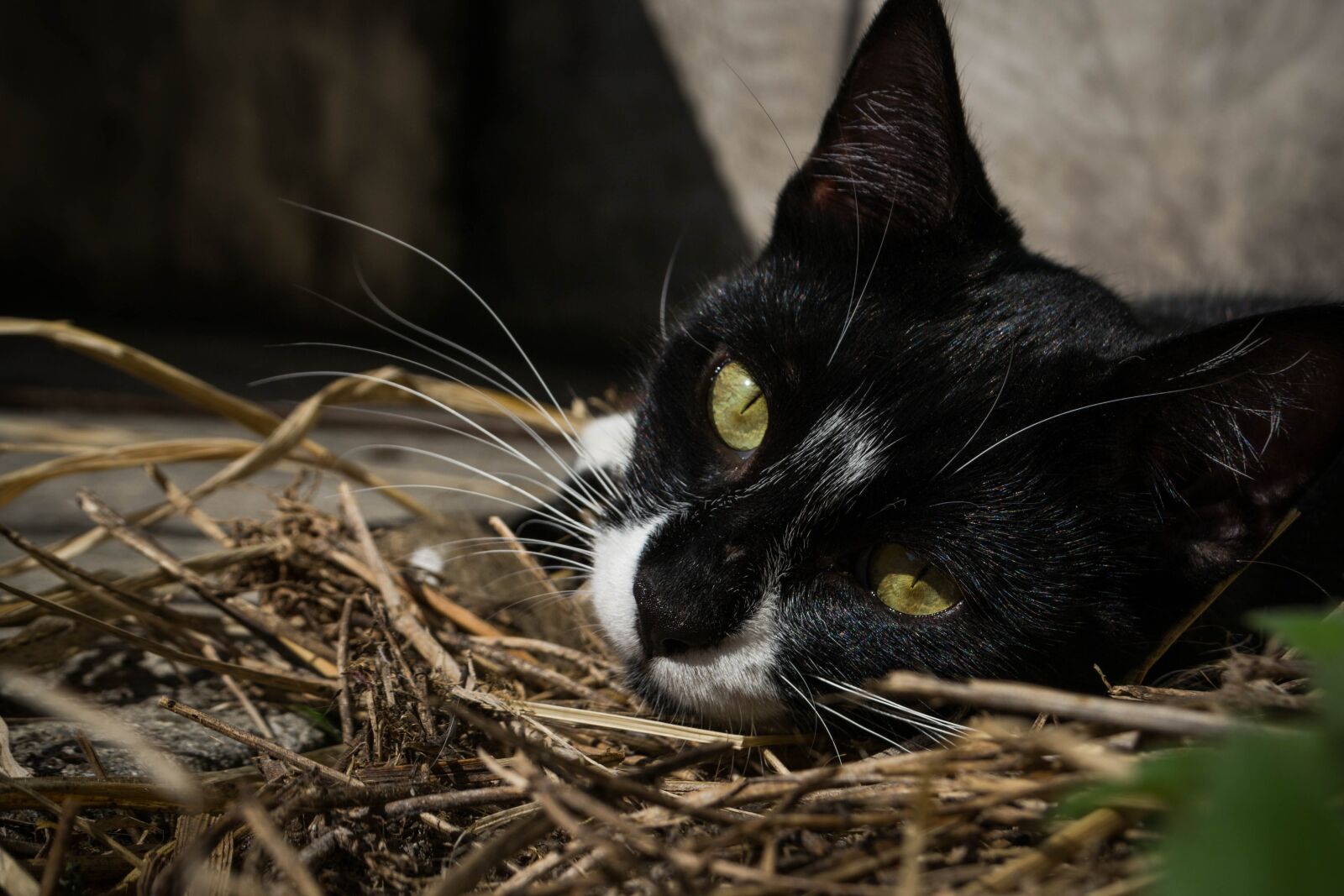Nikon D3100 sample photo. Cat, pet, domestic photography