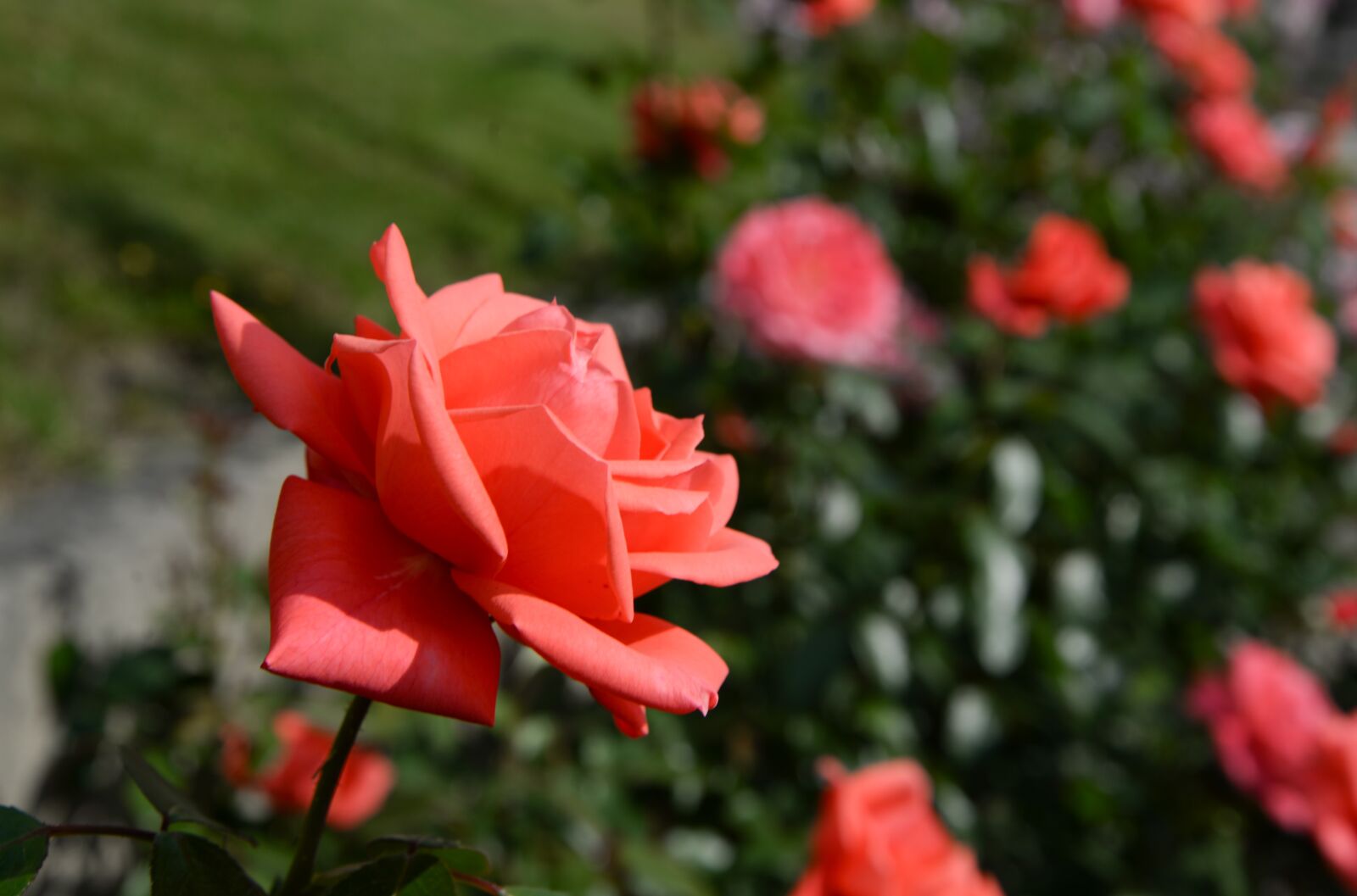 Nikon D610 sample photo. Red rose, garden, green photography