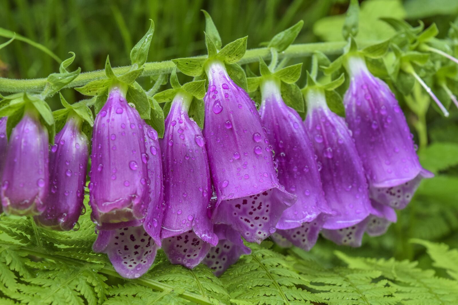 Nikon D3300 sample photo. Thimble, plant, flower photography