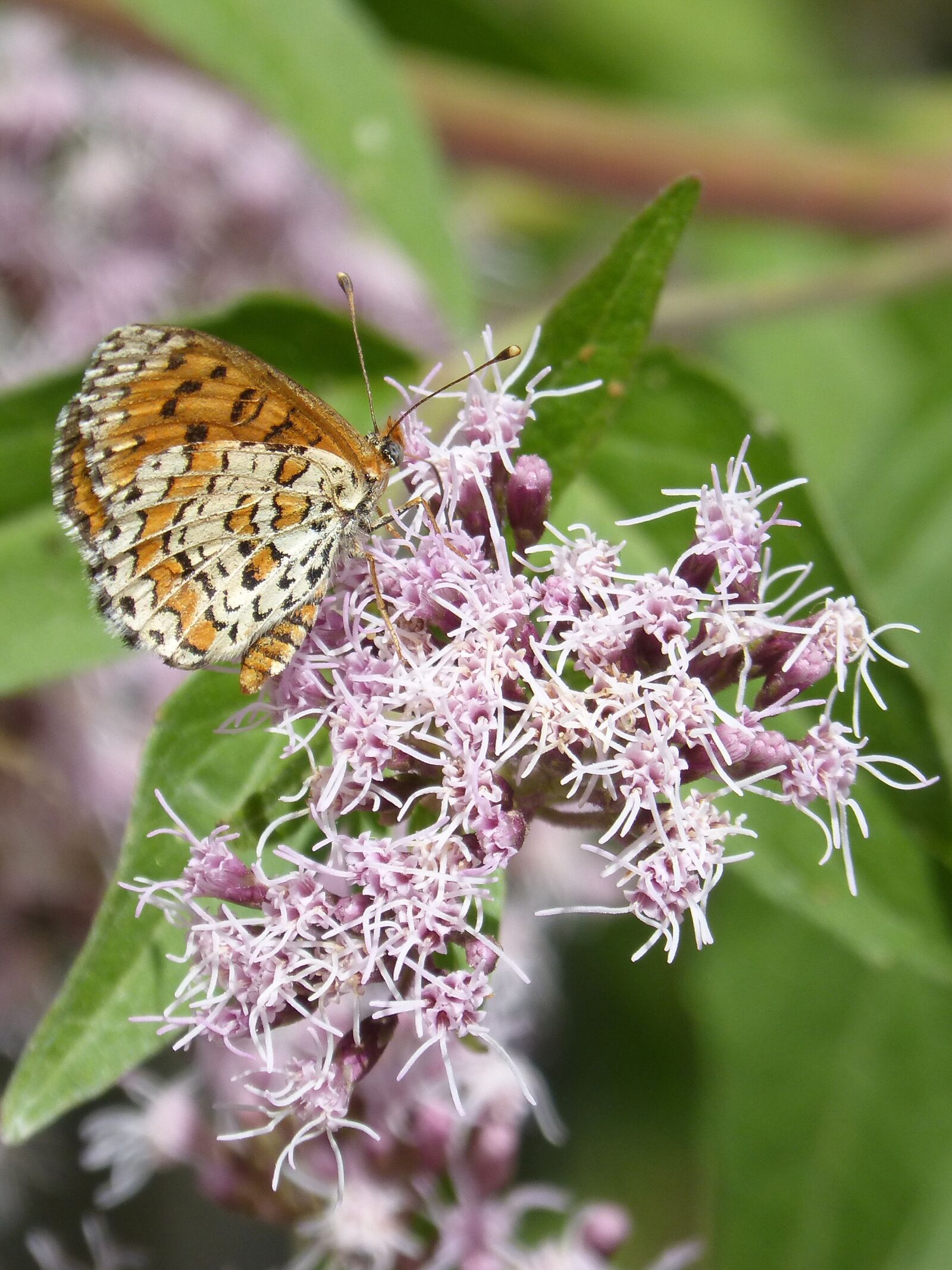 Panasonic DMC-FZ62 sample photo. Melitaea deione, butterfly, damer photography