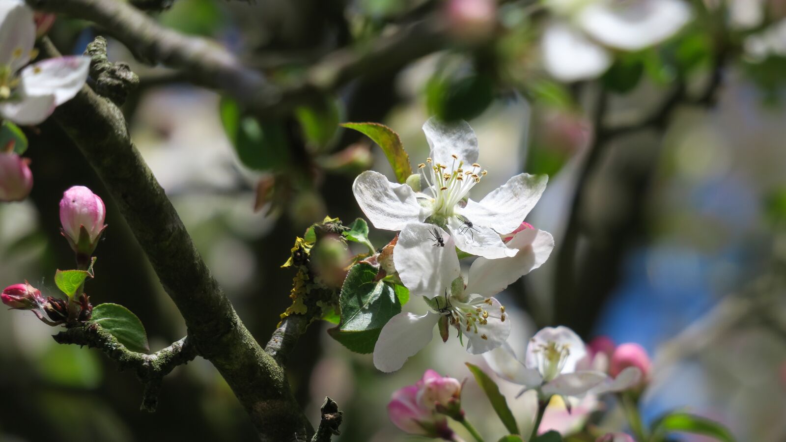 Canon PowerShot G3 X sample photo. Apple blossom, extension mosquito photography