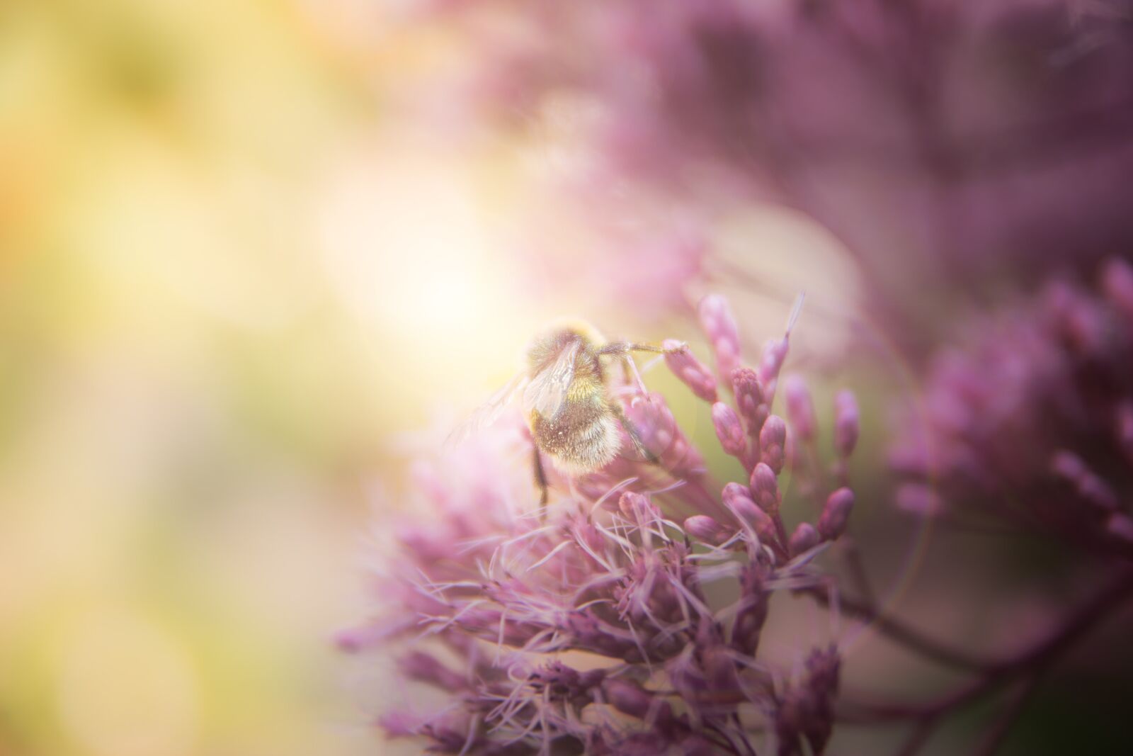 Sony SLT-A77 sample photo. Hummel, nature, insect photography