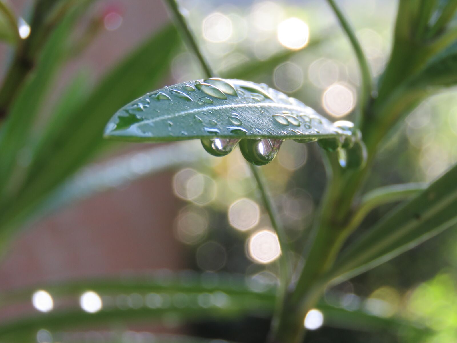 Canon PowerShot SX60 HS sample photo. Drops, rain, sheet photography