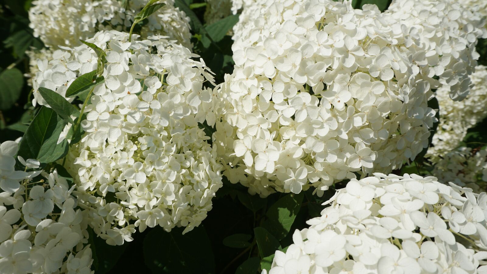 Sony a6000 sample photo. Flowers, summer, summer flowers photography
