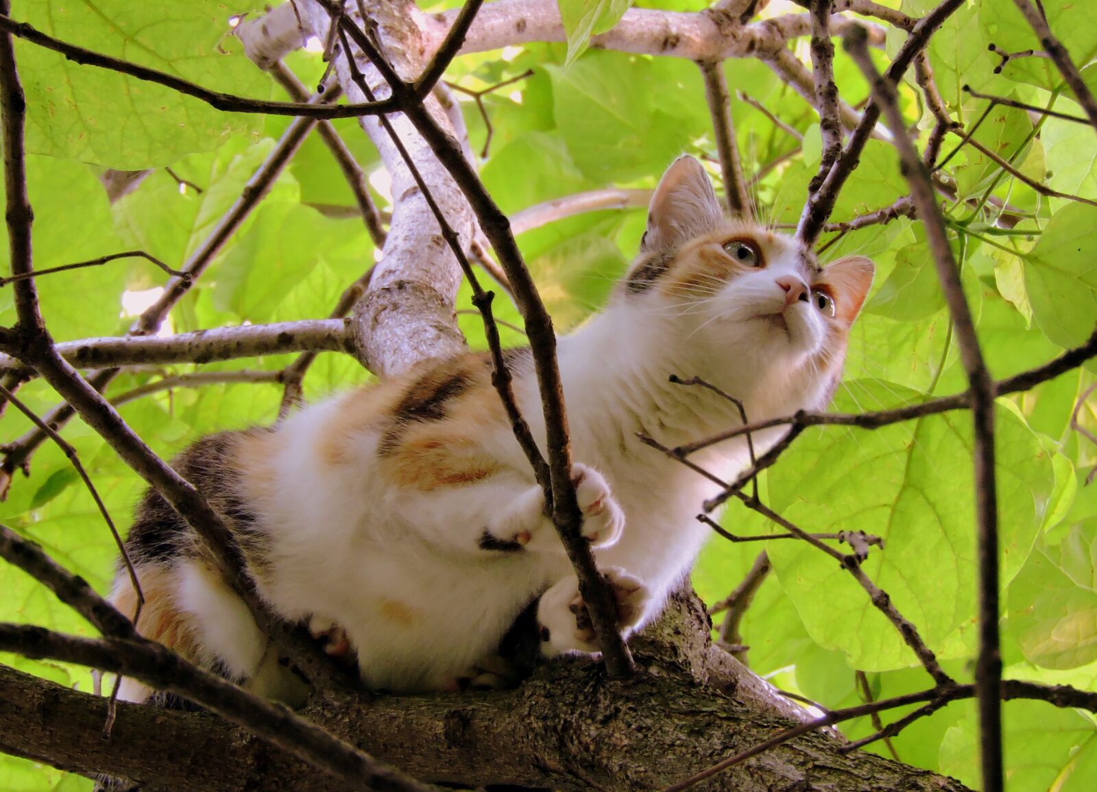 Nikon Coolpix P600 sample photo. Cat, tree, climbing photography