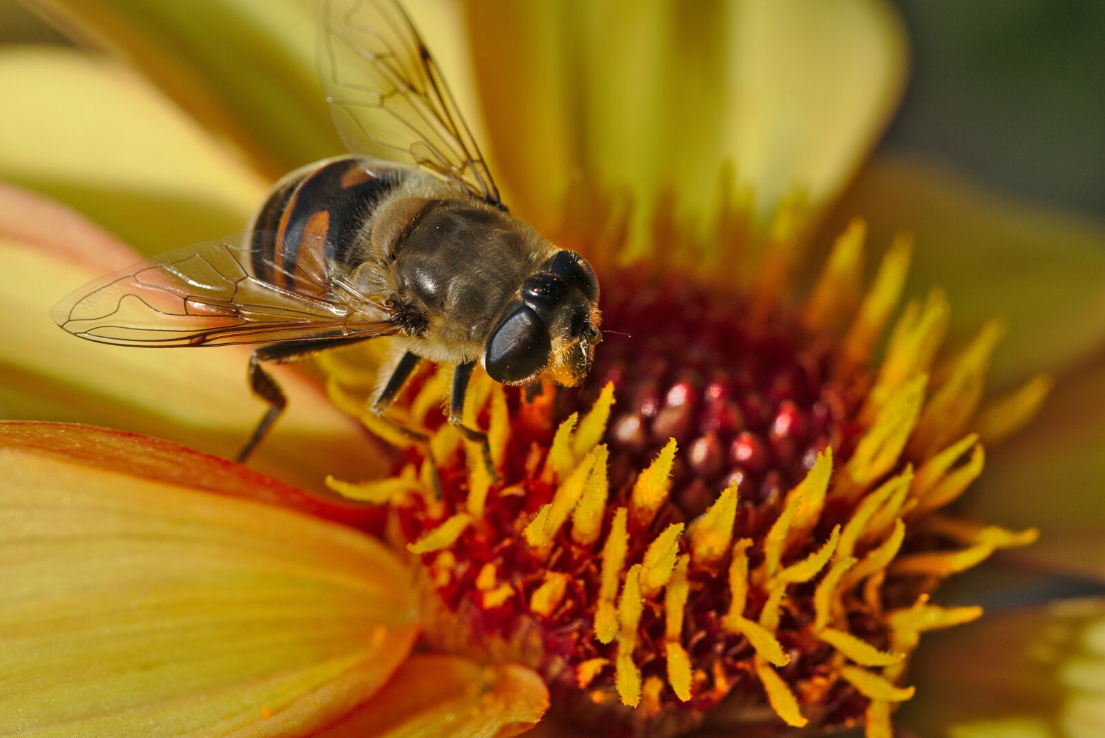 Canon EOS M5 sample photo. Fly, flower, macro photography