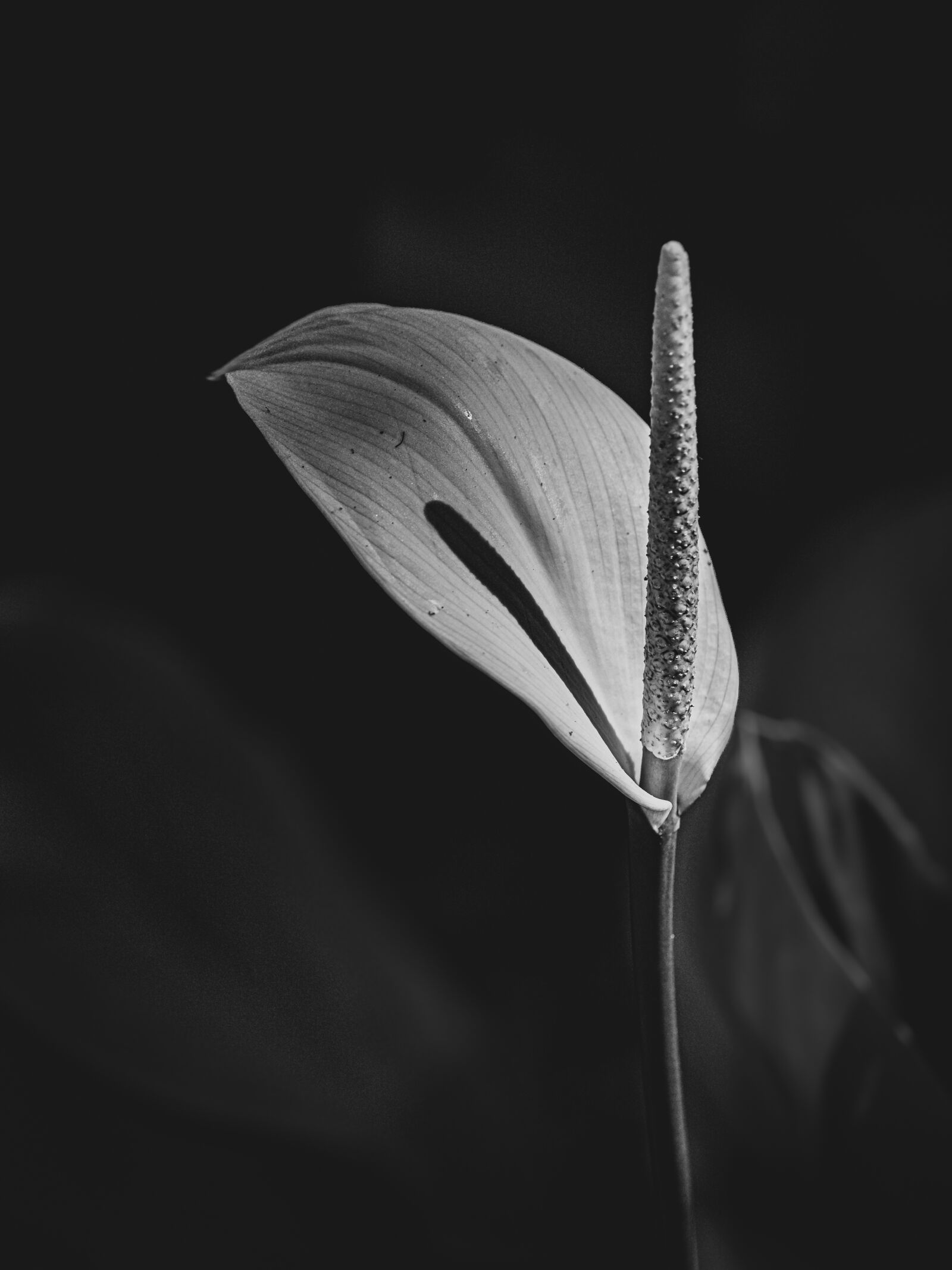 Olympus OM-D E-M1 Mark II + Olympus M.Zuiko Digital ED 40-150mm F2.8 Pro sample photo. Anthurium, flower, bloom photography