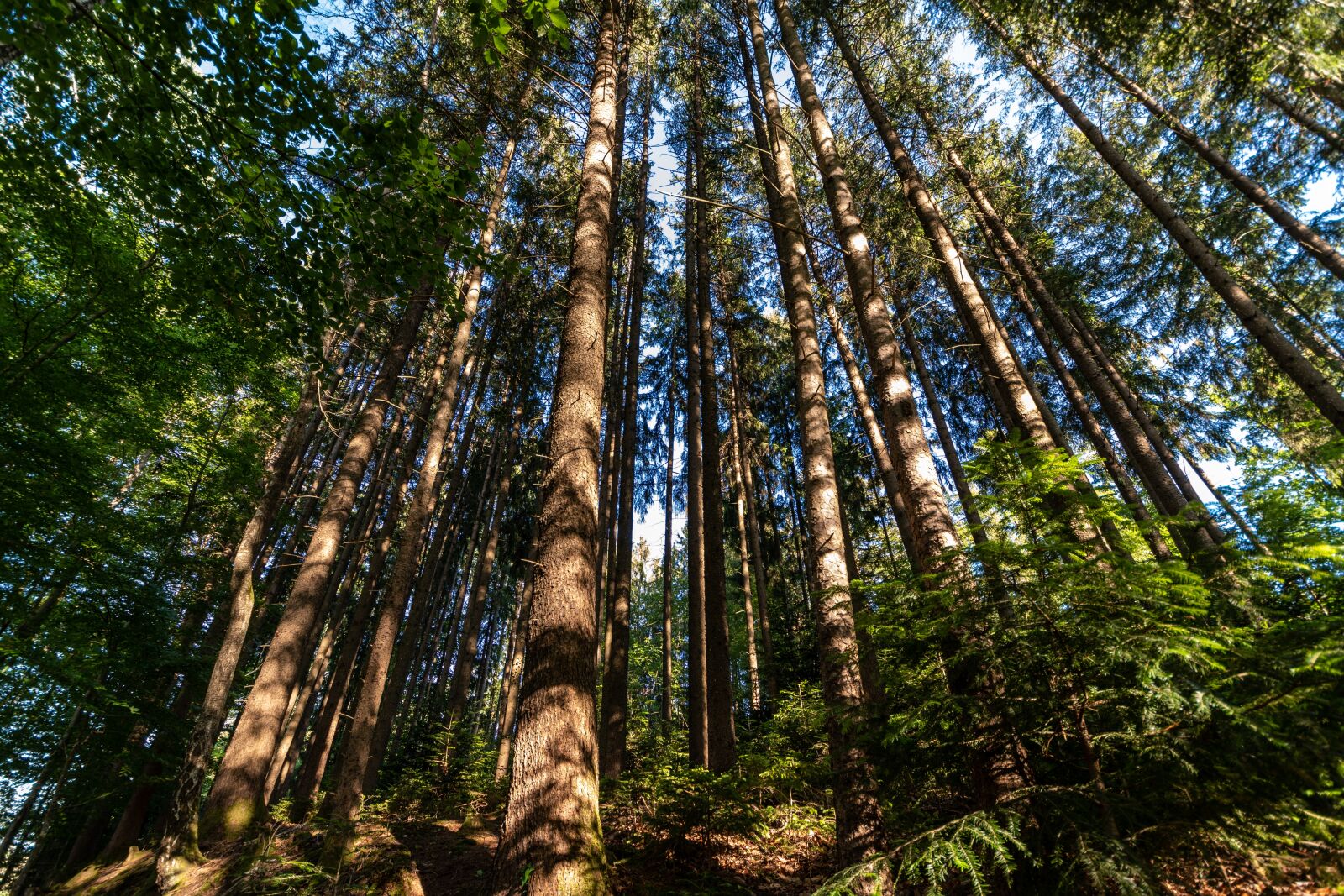 Nikon D500 + Tamron 10-24mm F3.5-4.5 Di II VC HLD sample photo. Forest, mountain forests, sunshine photography