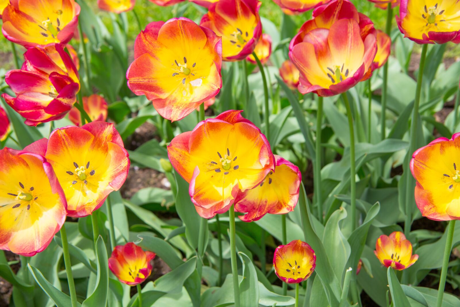 Canon EOS 5D Mark III sample photo. Flower, tulip, red photography