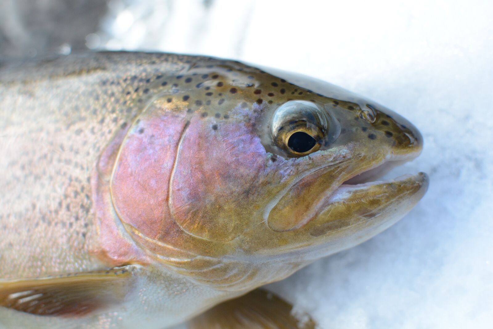 Nikon D7100 sample photo. Rainbow trout, fish, fishing photography