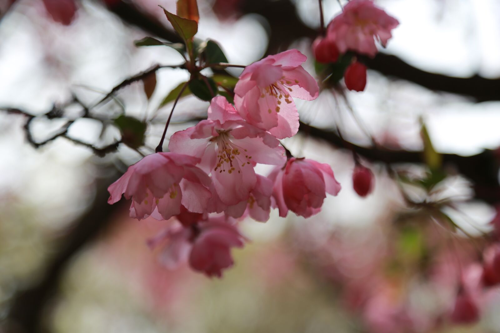 Canon EOS 6D + Canon EF 24-105mm F4L IS USM sample photo. Wood, nature, quarter photography
