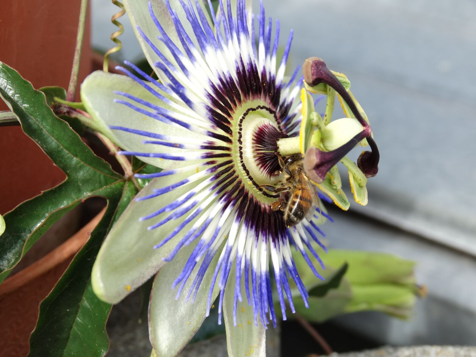 Sony Cyber-shot DSC-HX300 sample photo. Passion flower, flower, flowers photography