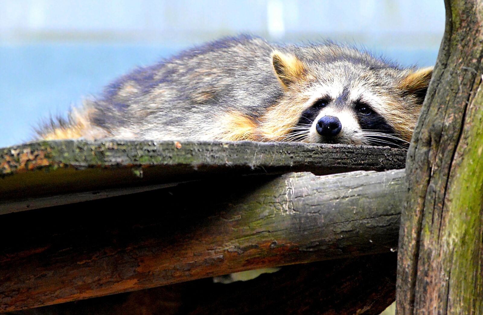 Nikon D3200 sample photo. Raccoon, sweet, animal world photography