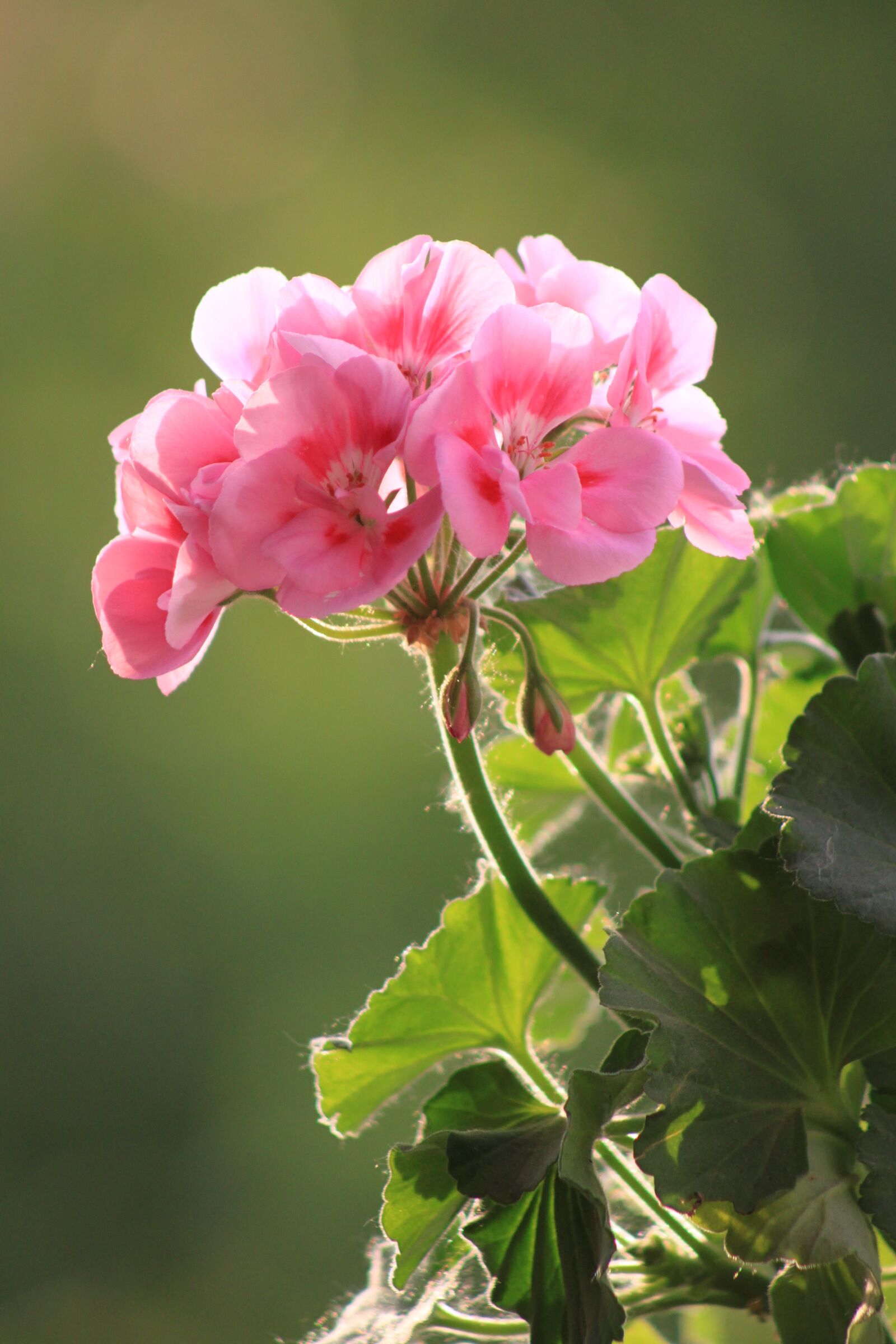 Canon EOS 500D (EOS Rebel T1i / EOS Kiss X3) sample photo. Geranium, flower, macro photography