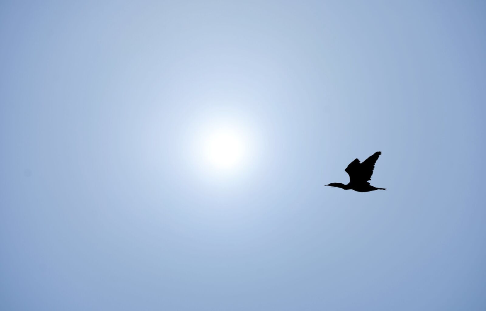 Nikon D7000 sample photo. Flight, bird, sky photography