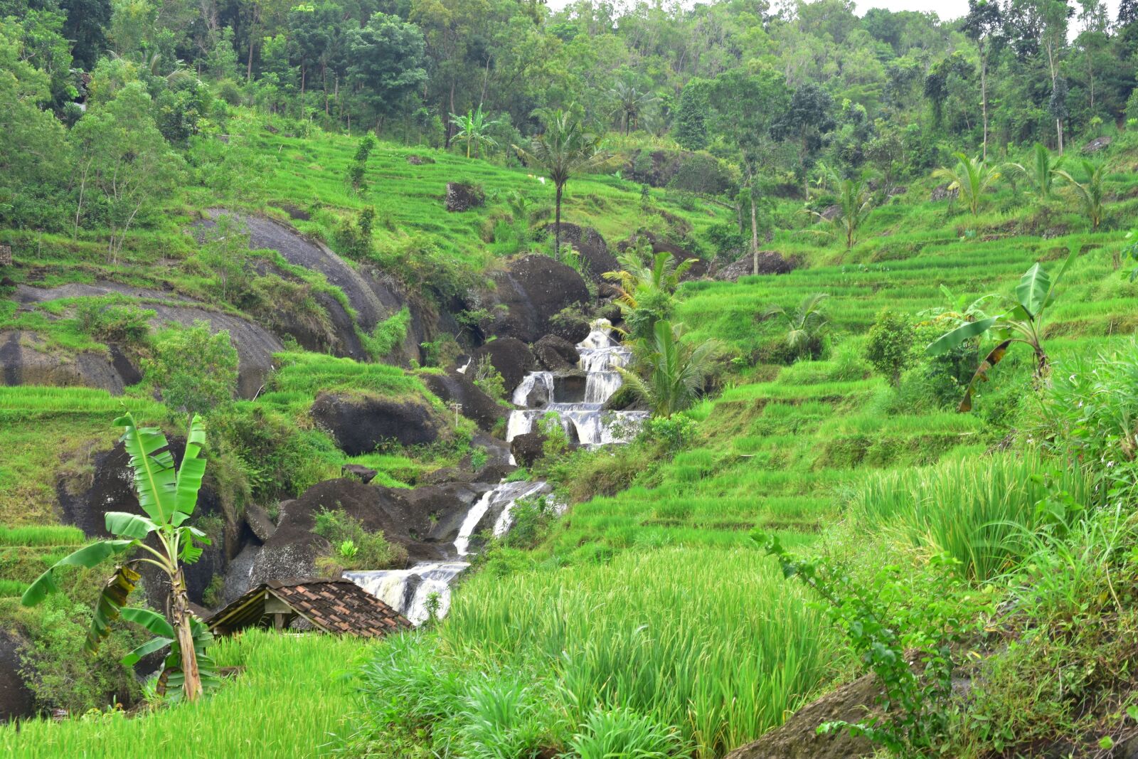 Nikon D3400 sample photo. Rice fields, nature, landscape photography