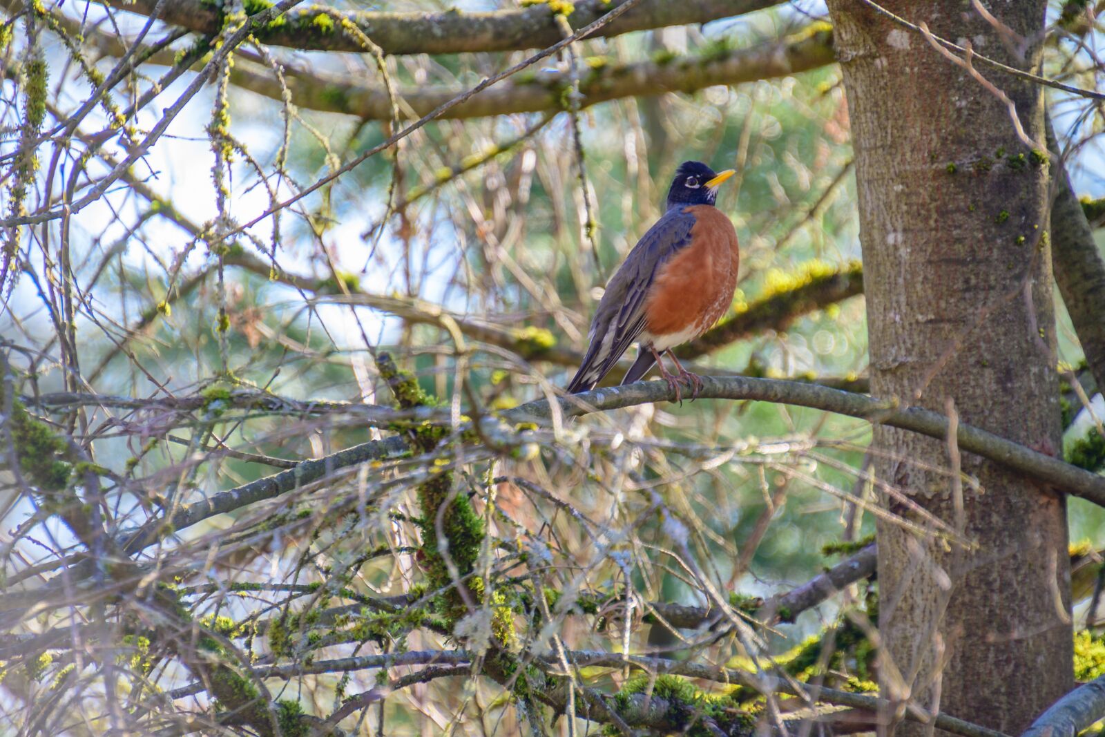 Nikon Z6 sample photo. Bird in the tree photography
